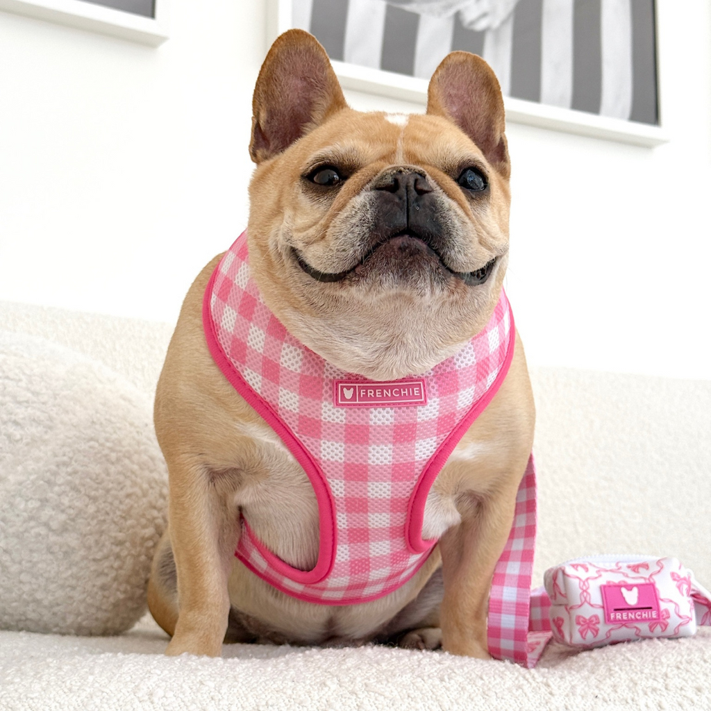 Frenchie Duo Reversible Harness - Pink Bows