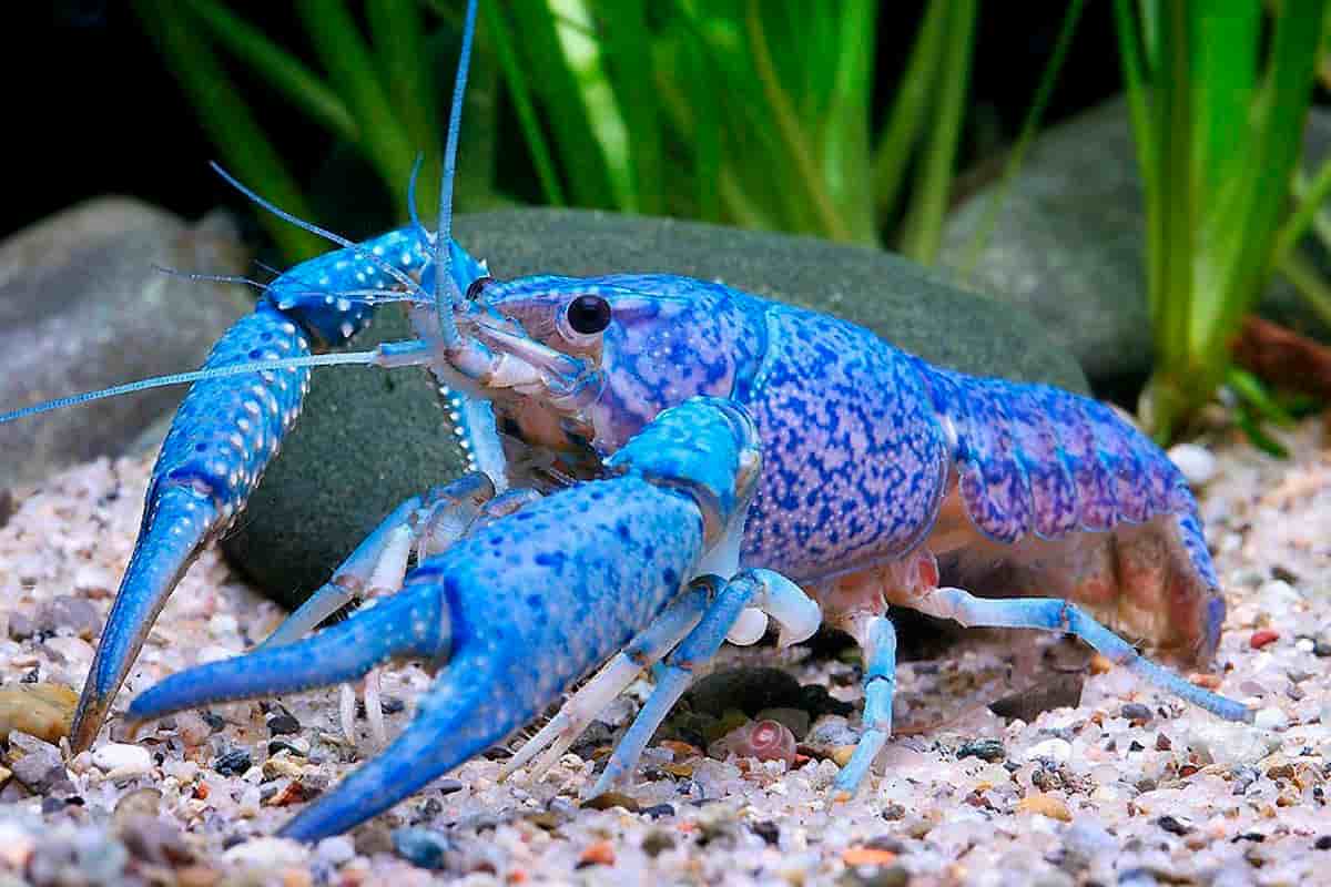 Blue crayfish LOBSTER