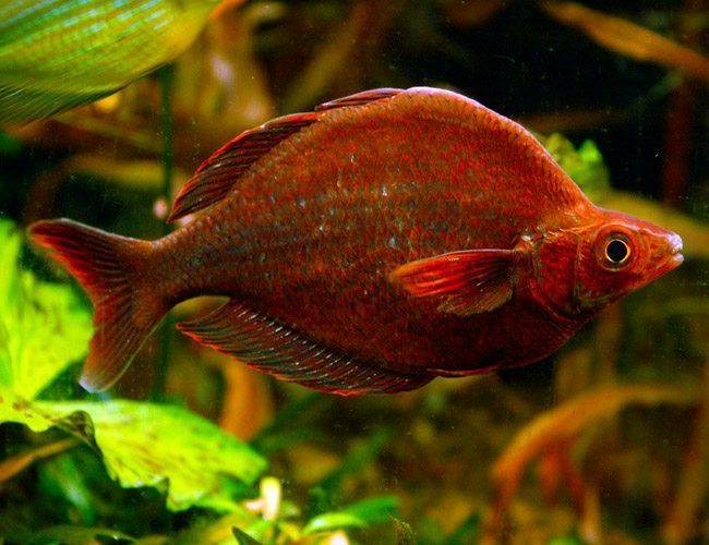 Red Irian Rainbowfish (PAIR)