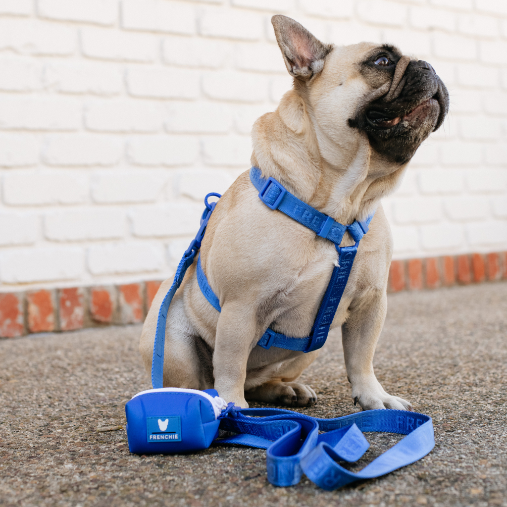 Frenchie Comfort Leash - Solid Royal Blue