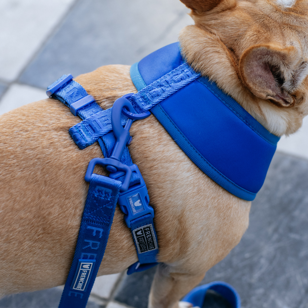 Frenchie Duo Reversible Harness - Solid Royal Blue