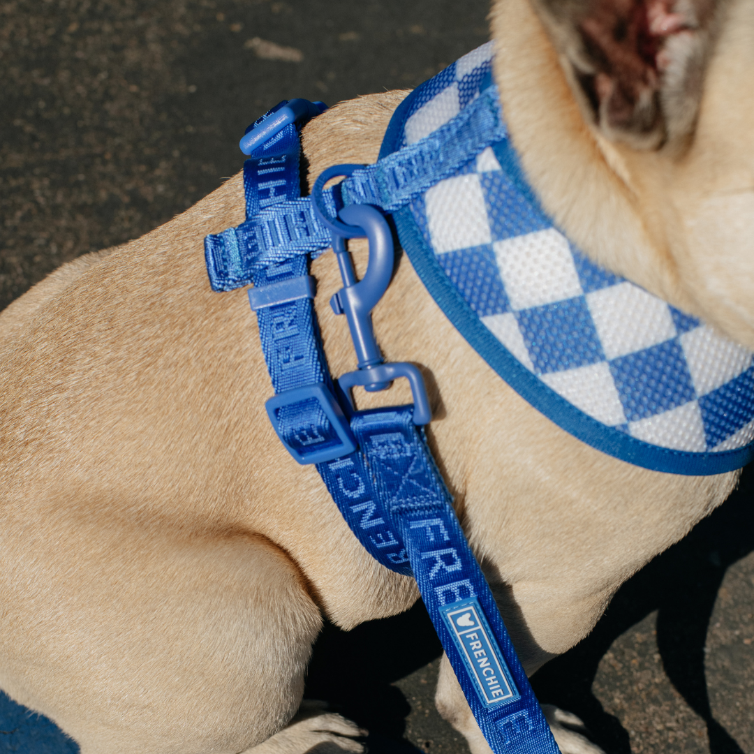 Frenchie Comfort Leash - Solid Royal Blue