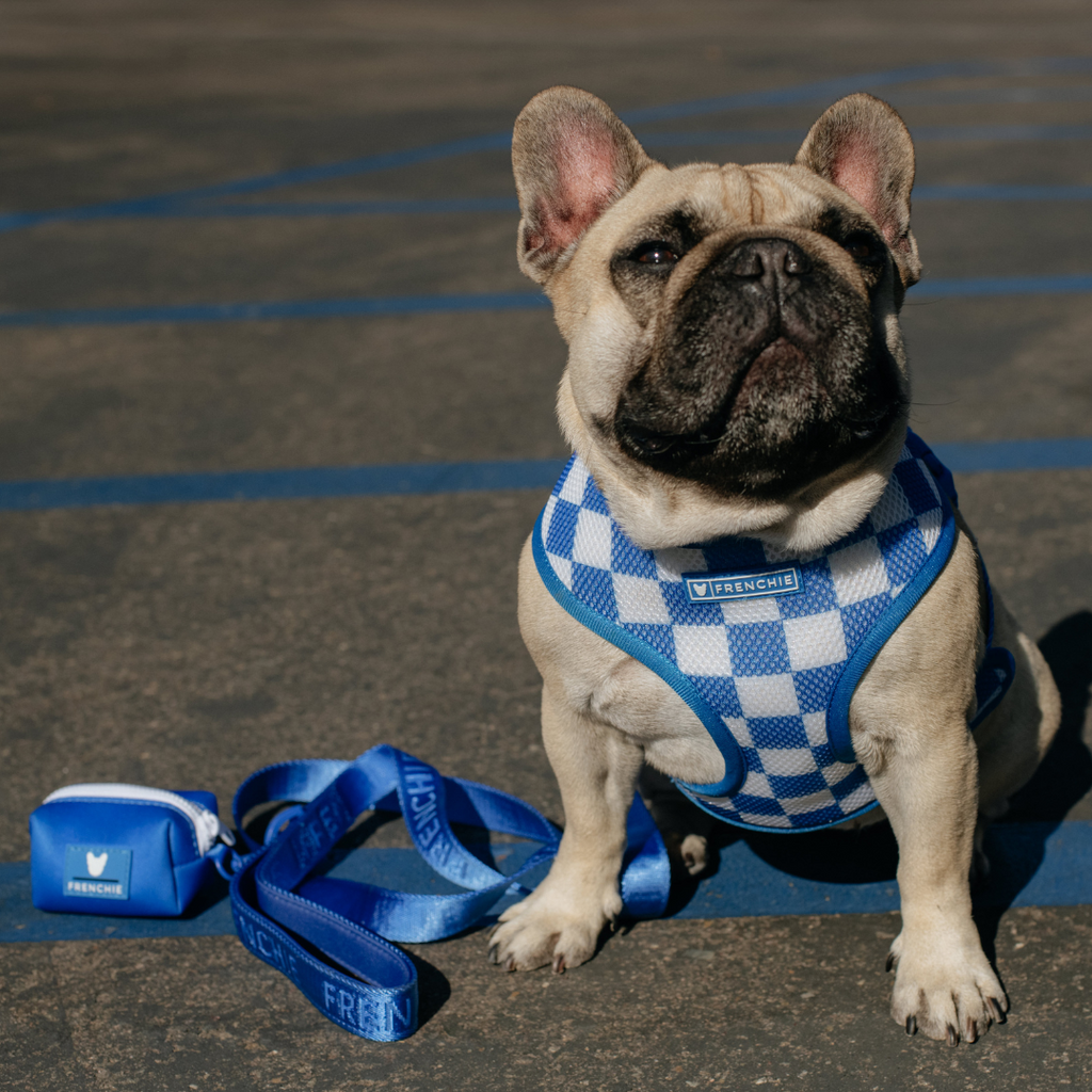 Frenchie Comfort Leash - Solid Royal Blue