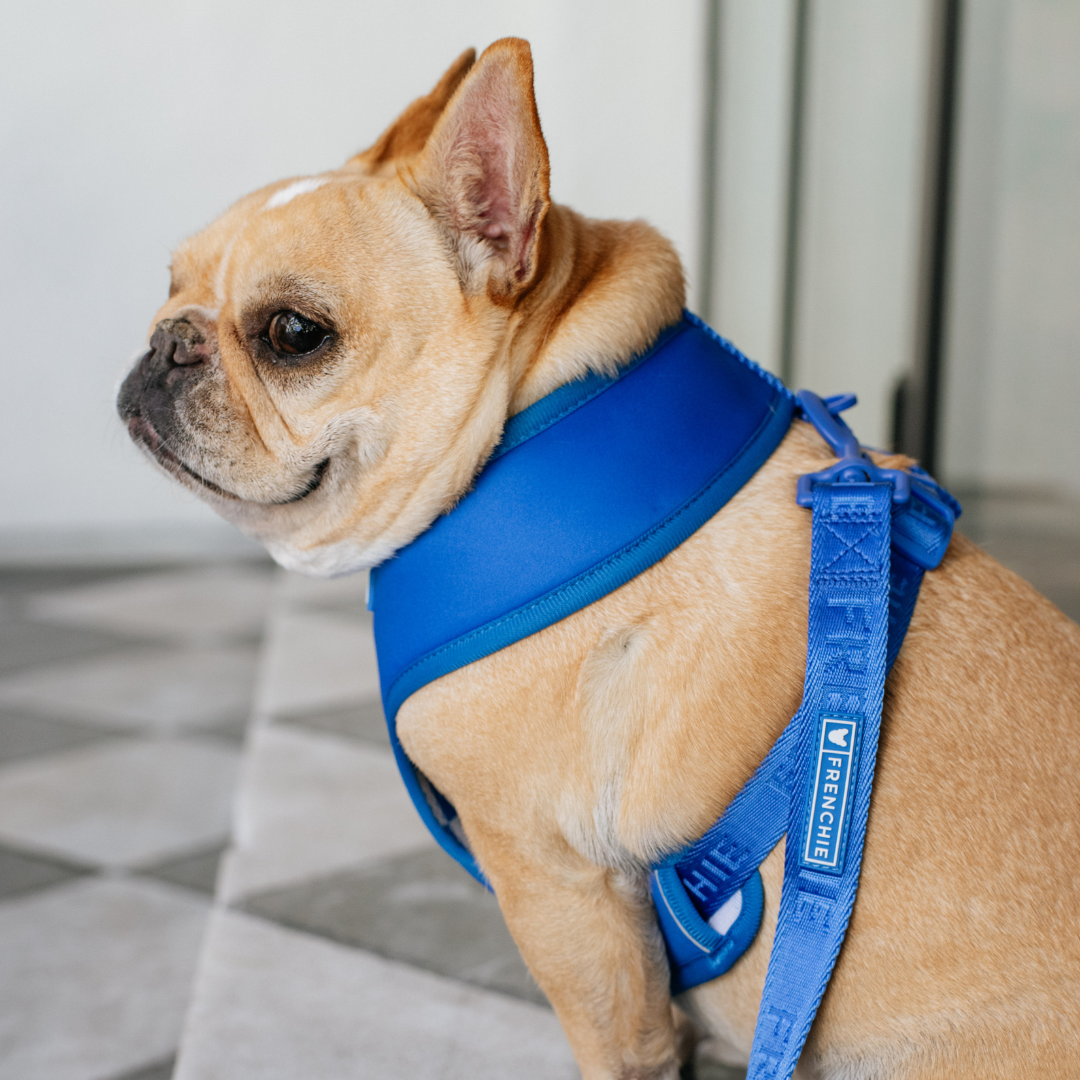 Frenchie Comfort Leash - Solid Royal Blue