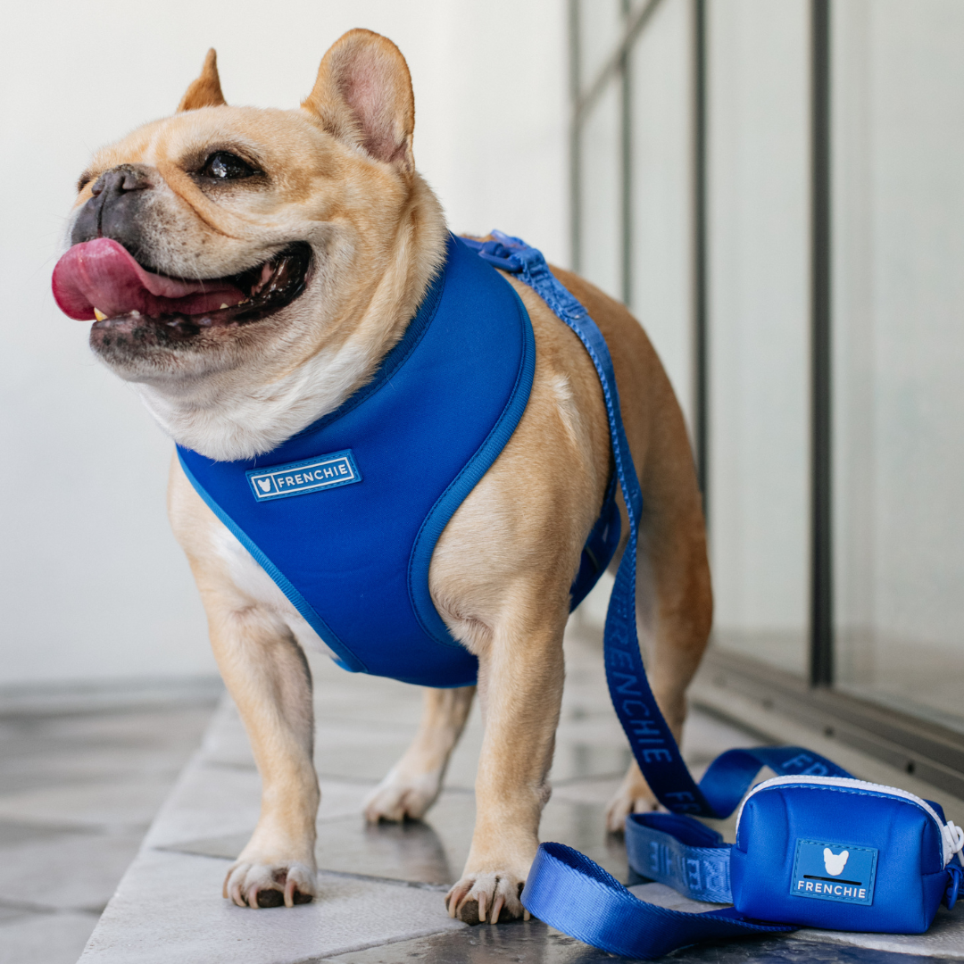 Frenchie Duo Reversible Harness - Solid Royal Blue
