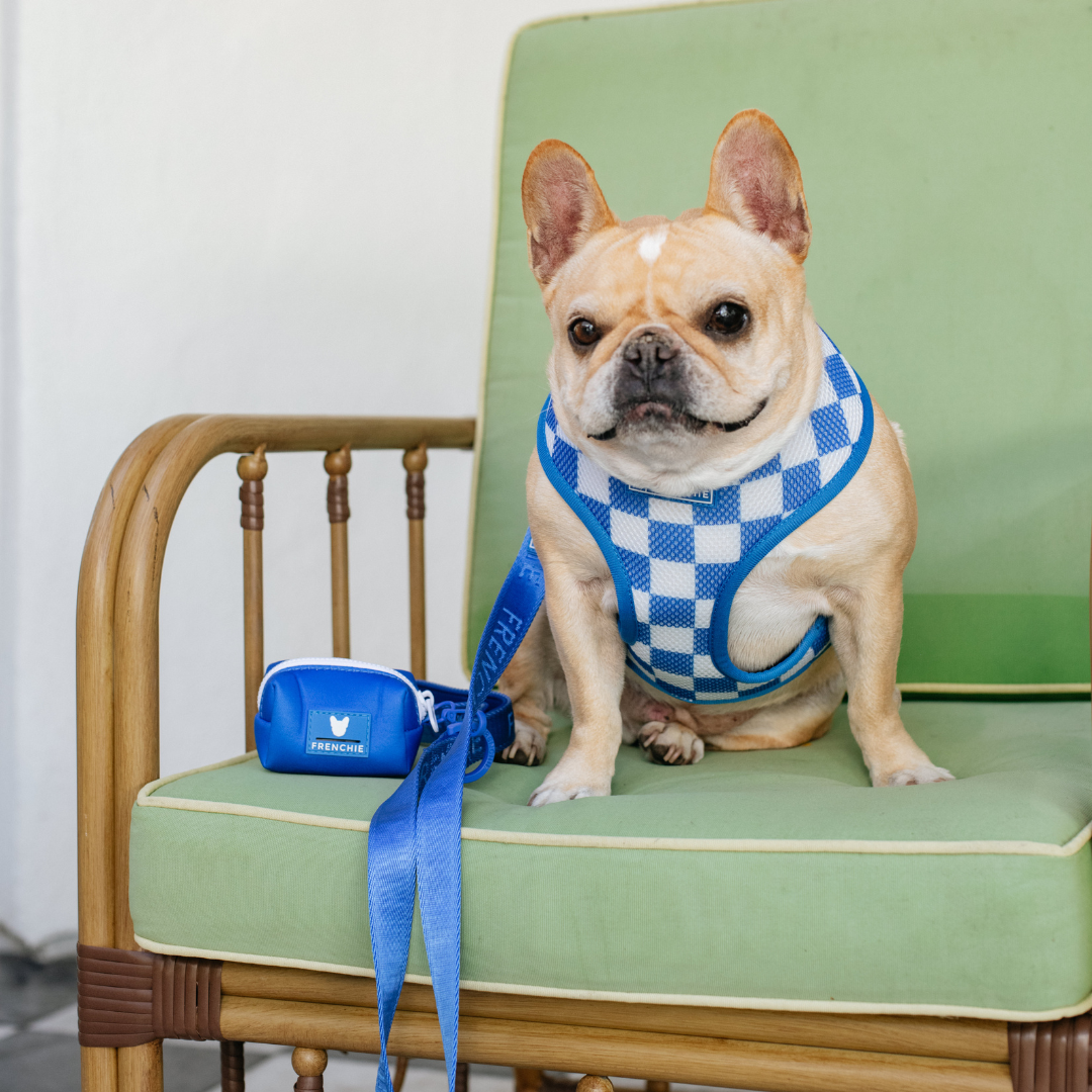 Frenchie Comfort Leash - Solid Royal Blue