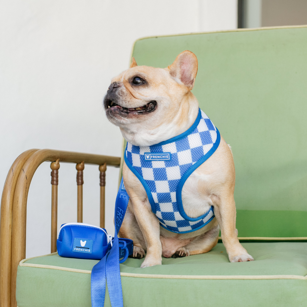 Frenchie Duo Reversible Harness - Solid Royal Blue