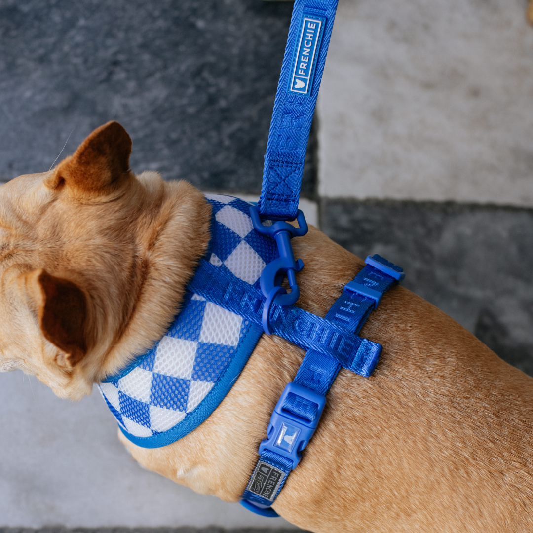 Frenchie Duo Reversible Harness - Solid Royal Blue