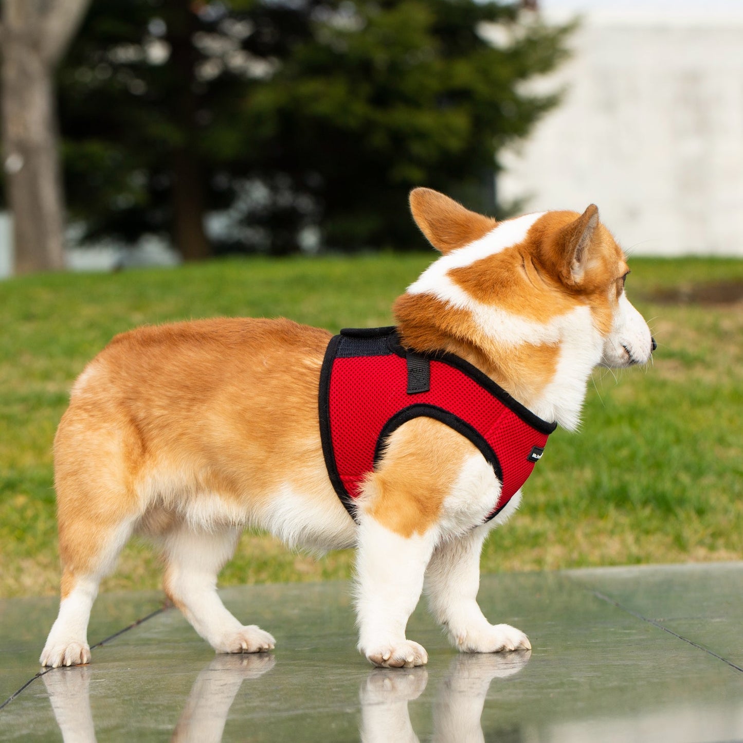 Mr. Peanut's PetTrek Soft Mesh Pet Harness with Matching Leash – Adjustable, Breathable, Choke-Free