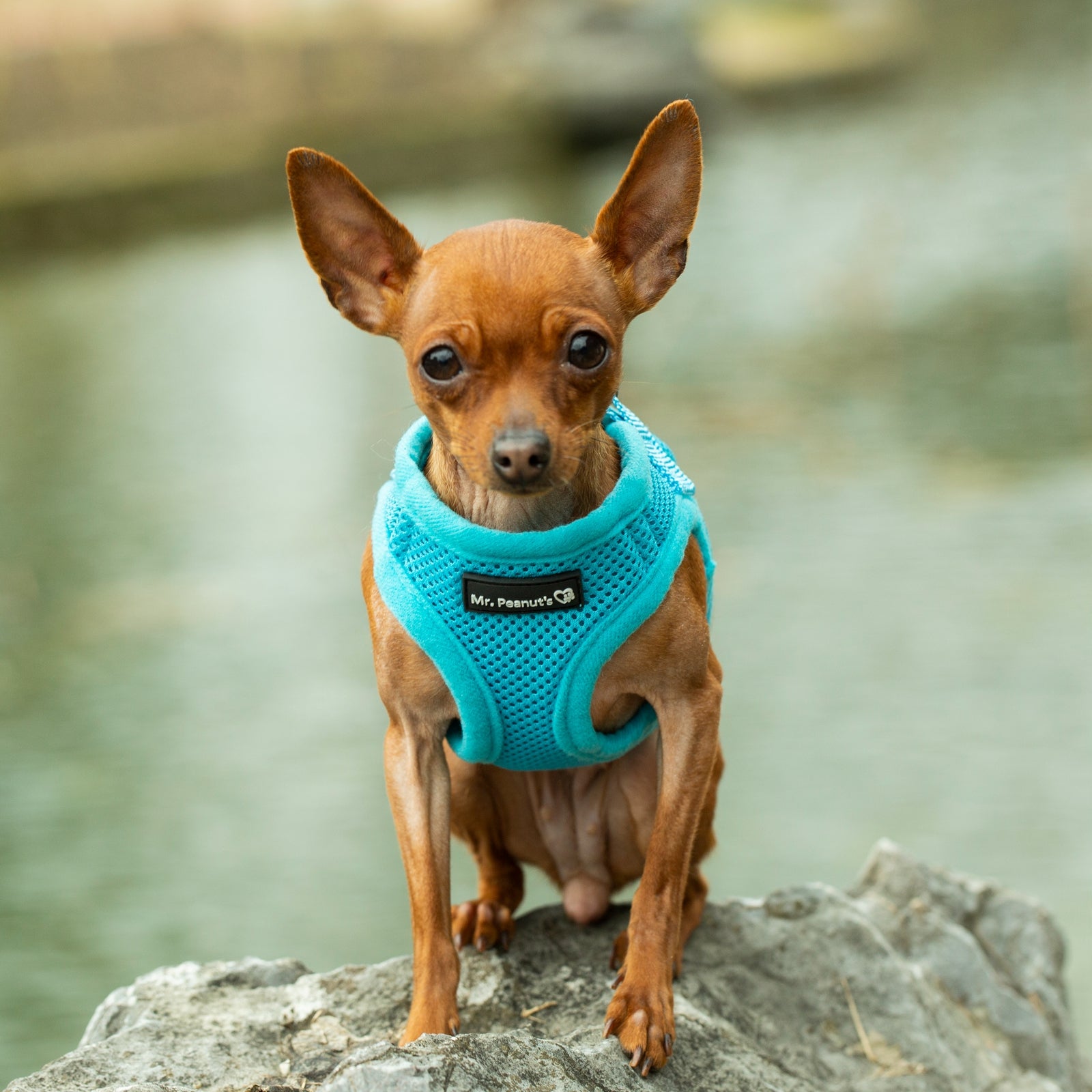 Mr. Peanut's PupTrek Soft Mesh Pet Harness with Matching Leash – Adjustable, Breathable, Choke-Free