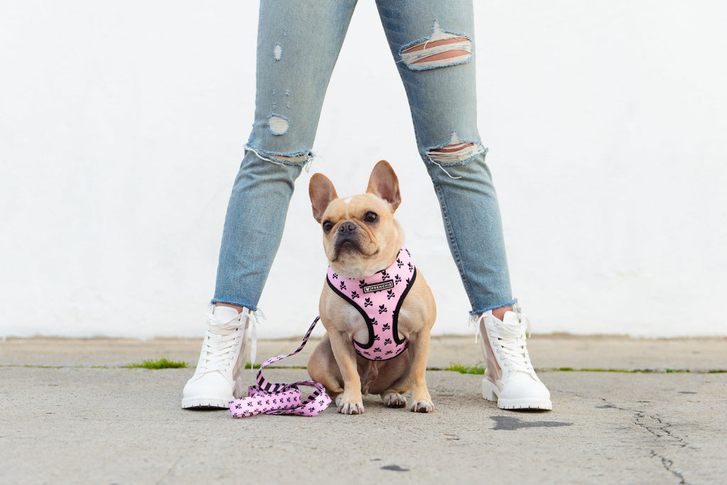 Frenchie Duo Reversible Harness - Pink Bad to the Bone