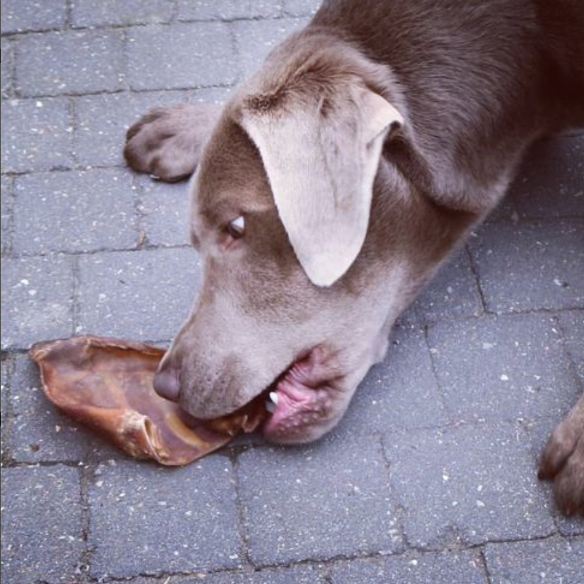 Whole Pig Ear