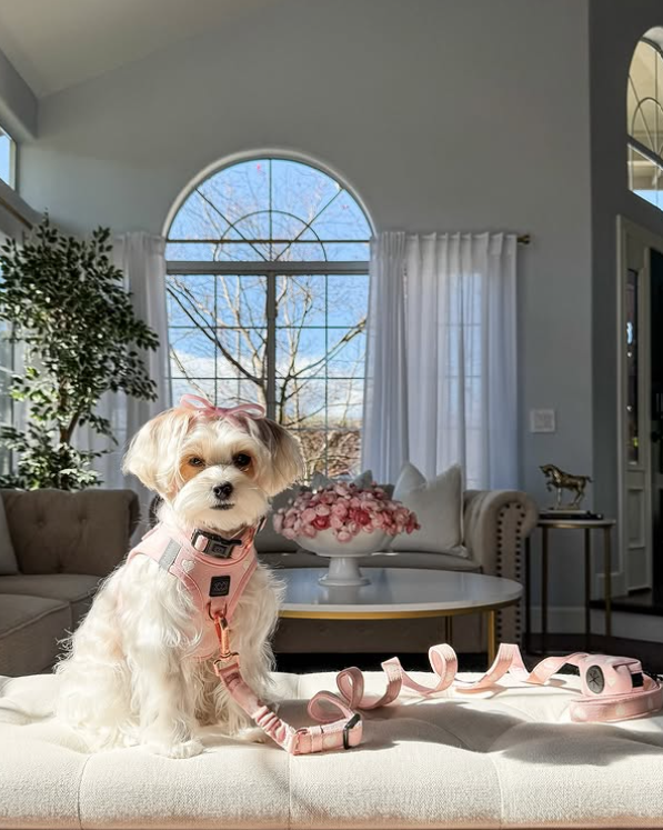 3-in-1 City Dog Leash - Sweetheart