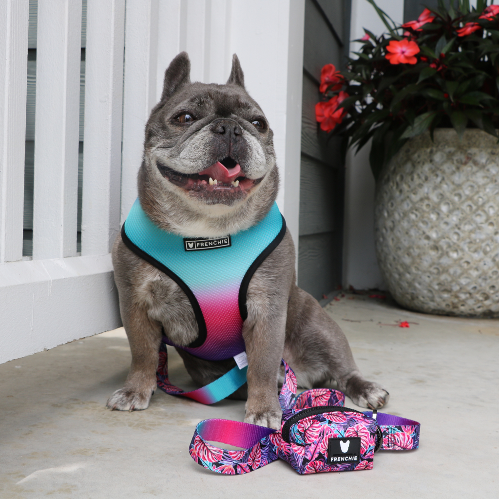 Frenchie Duo Reversible Harness - Tropical Palms