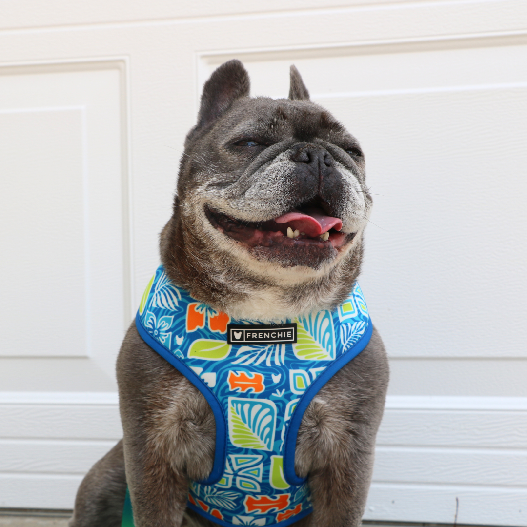 Frenchie Duo Reversible Harness - Waikiki