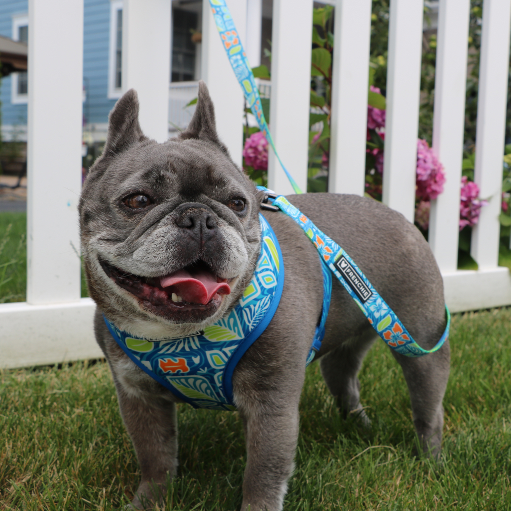 Frenchie Comfort Leash - Waikiki