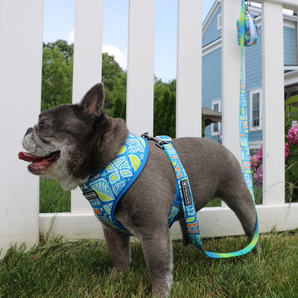 Frenchie Comfort Leash - Waikiki