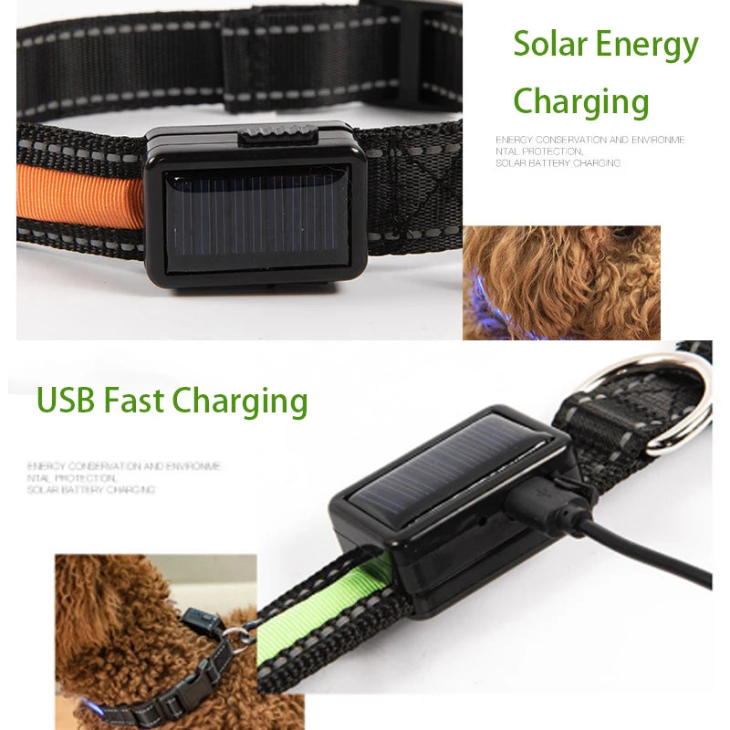 Solar Charging or USB Led Dog Collar - Love My Pet