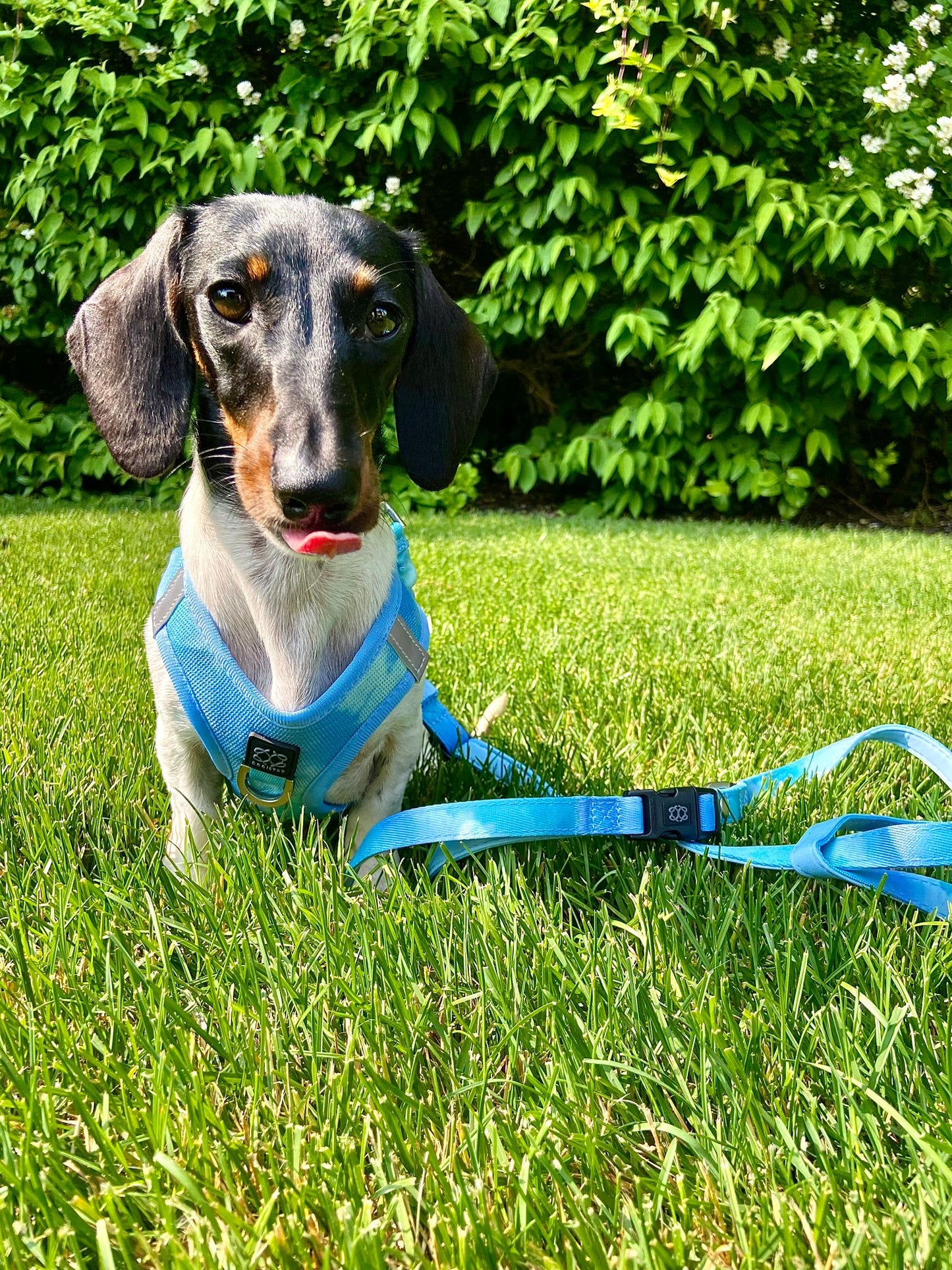 Summer AIR Harness - Ocean