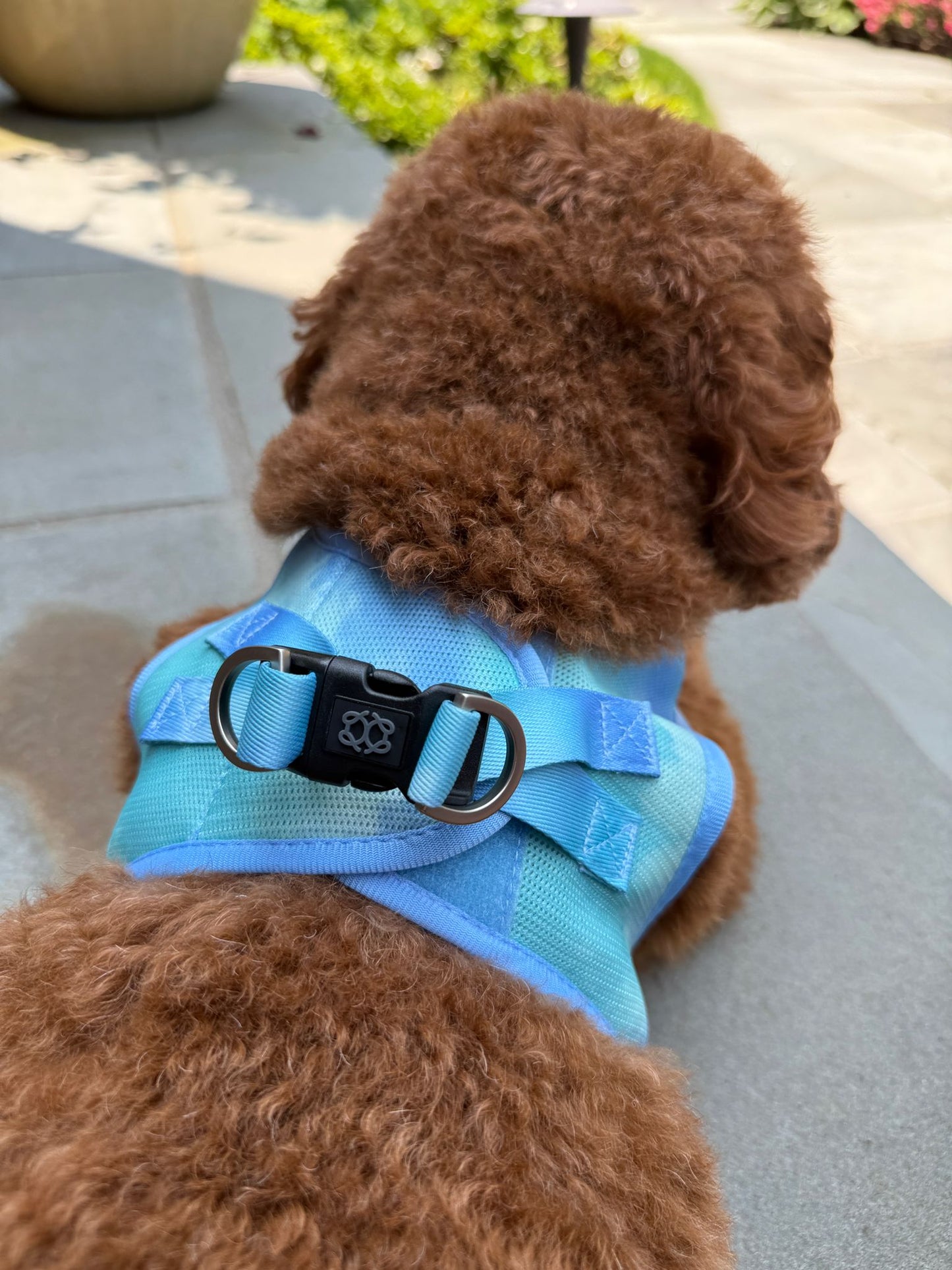 Summer AIR Harness - Ocean