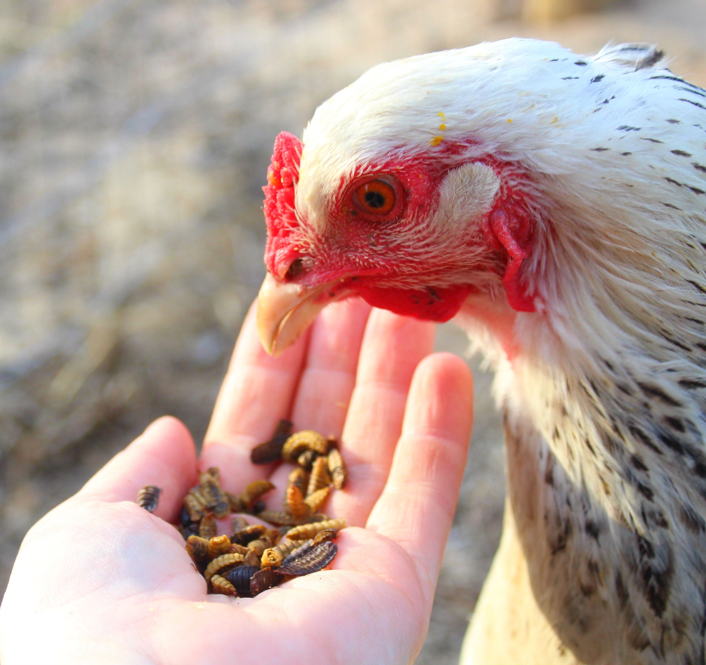 Black Soldier Fly Larvae (From NORTH AMERICA!!) -- LoveBugs For Hens (TM)