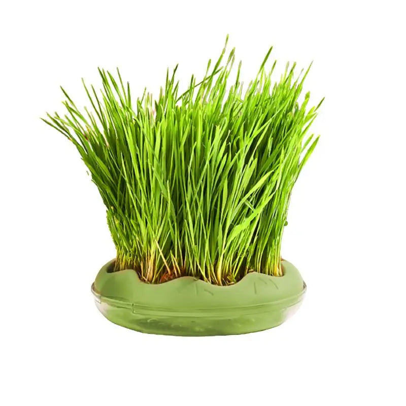 Hydroponic Cat Grass Planter And Growing Tray