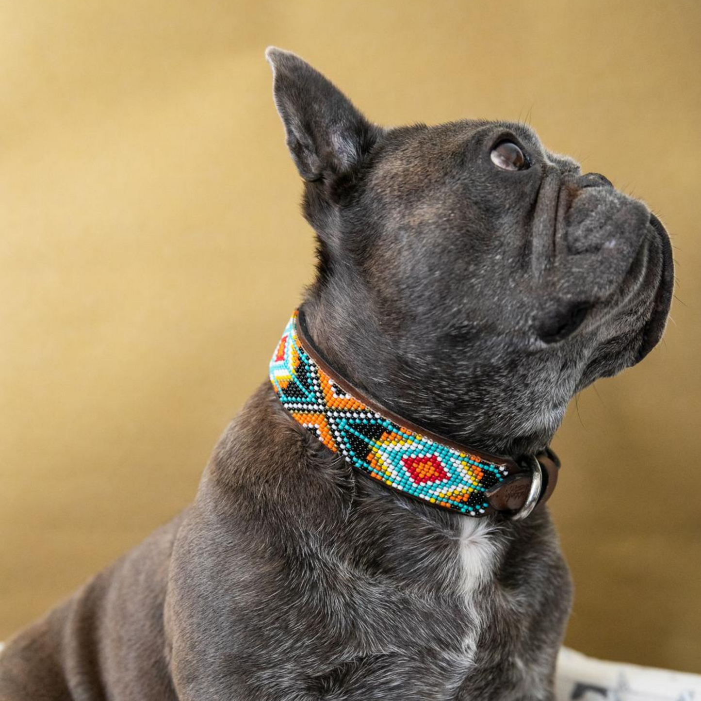 Biarritz Sambboho dog collar