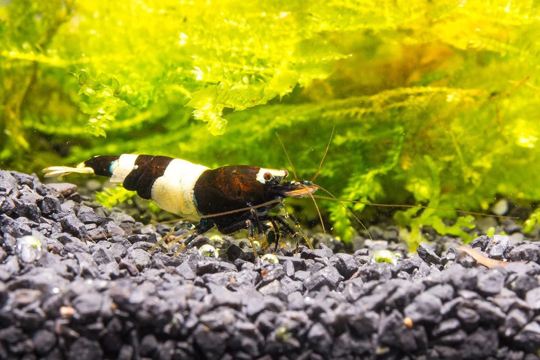 Black & White Shrimp