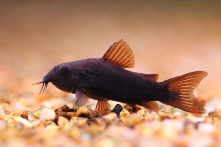 Black Venezuela Cory Catfish (Corydoras schultzei), Tank-Bred