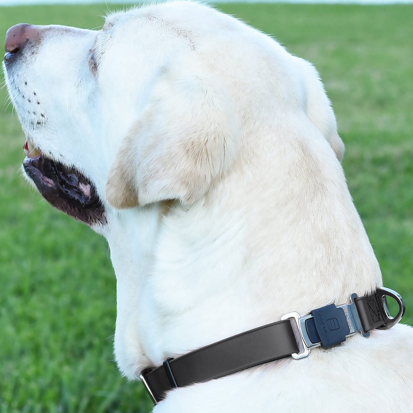 Herm Sprenger - ClicLock Safety Fastener for Flat-Style Collars - Stainless Steel