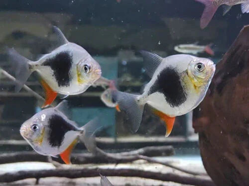 Blackberry Silver Dollar (Myleus schomburgkii) 2"-3"