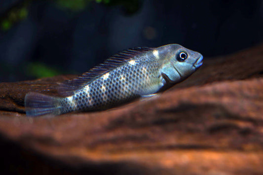 Buffalo Head Cichlid