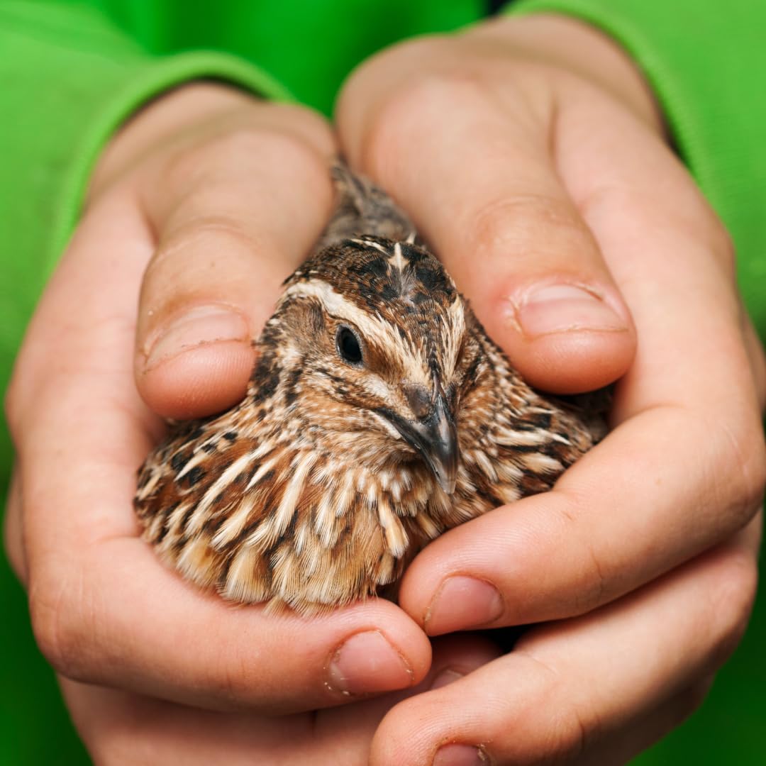 36 Quail Eggs for Hatching - Fertile Coturnix Selection Hens Choice, AI & NPIP Certified, Sustainably Sourced from Family-Run Farms, Farm Fresh Delivery with Minimal Breakage