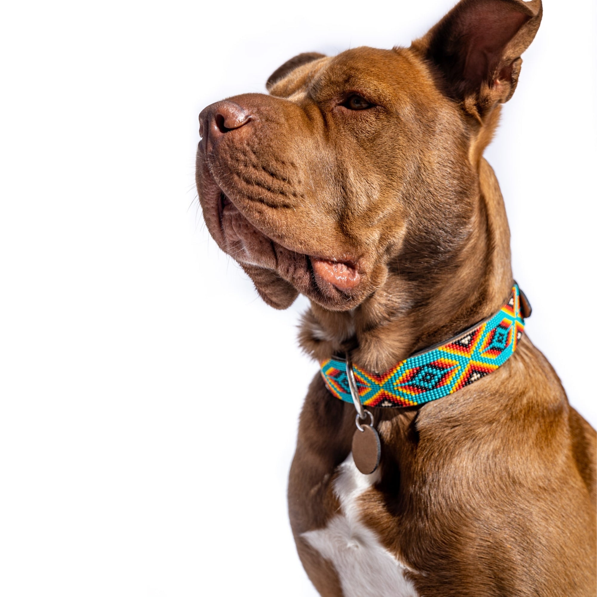 Bahamas Sambboho dog collar (with center D-ring)