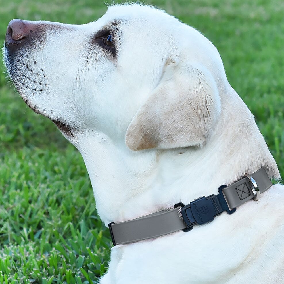 Herm Sprenger - ClicLock Safety Fastener for Flat-Style Collars – Black Stainless Steel