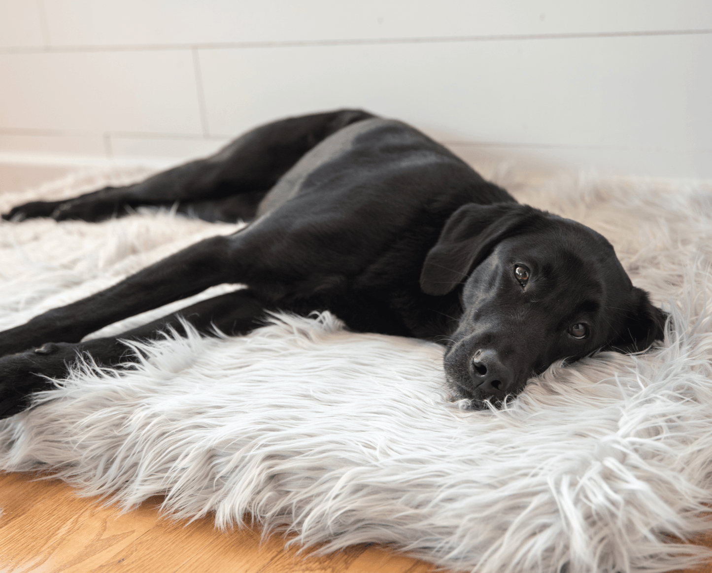 PupRug by Paw.com® Faux Fur Orthopedic Dog Bed - Rectangle Grey