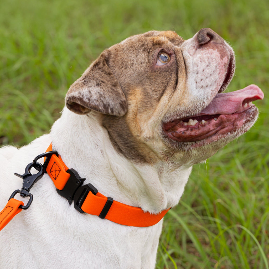 Waterproof Dog Collar with Metal Stab-Lock Buckle