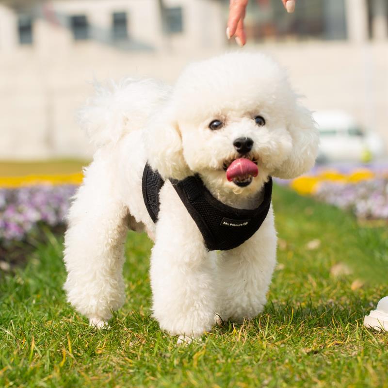 Mr. Peanut's PetTrek Soft Mesh Pet Harness with Matching Leash – Adjustable, Breathable, Choke-Free