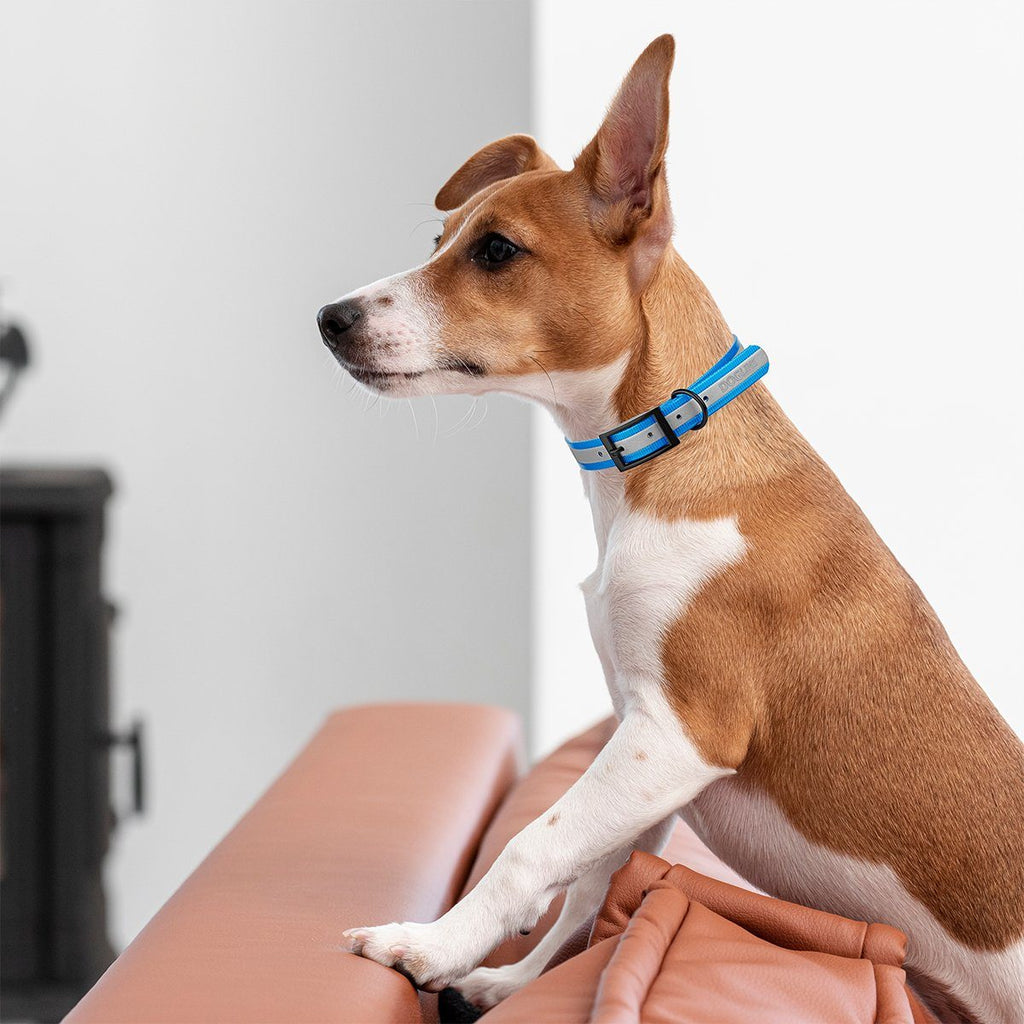 Biothane Translucent Reflective Dog Collar