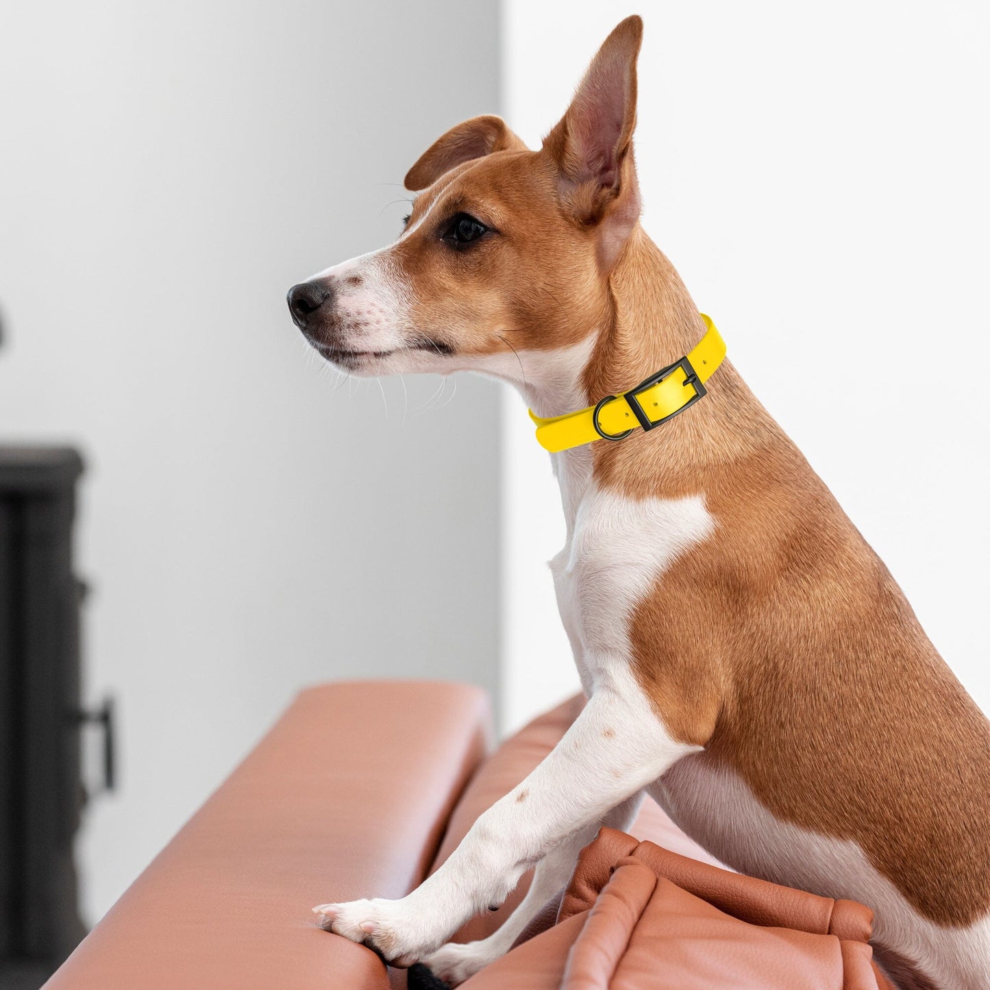 Biothane Waterproof Dog Collar - 1.5in Wide - Large (16 to 20 inches)