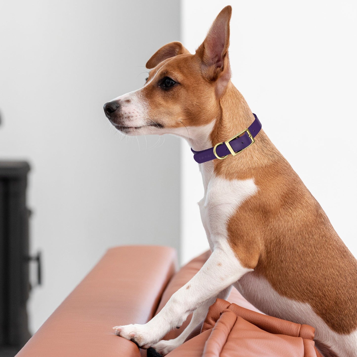 Viper Biothane Waterproof Dog Collar - Brass Hardware - 1.5in Wide - Size XXL (24" - 28")