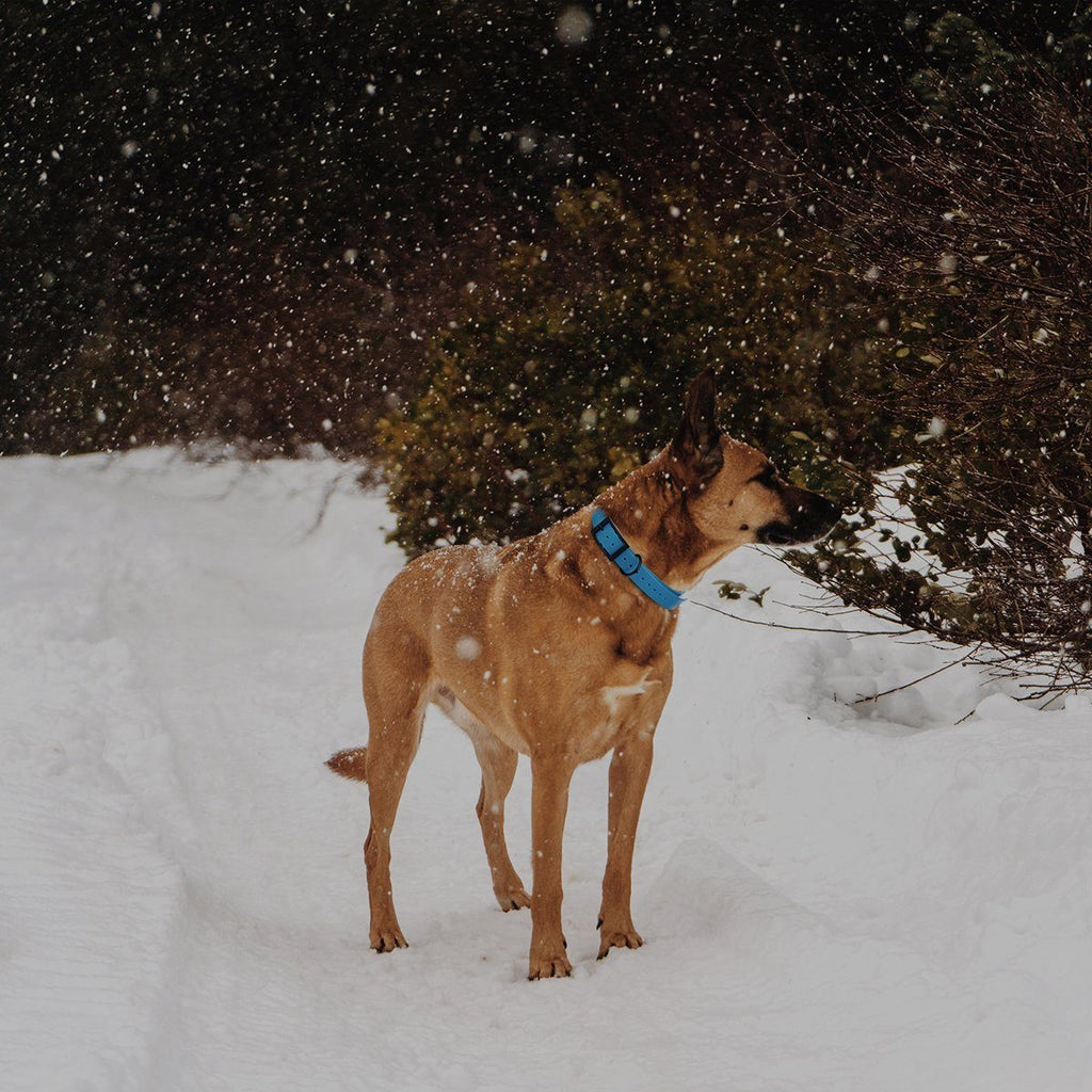 Biothane E-Collar Replacement Strap