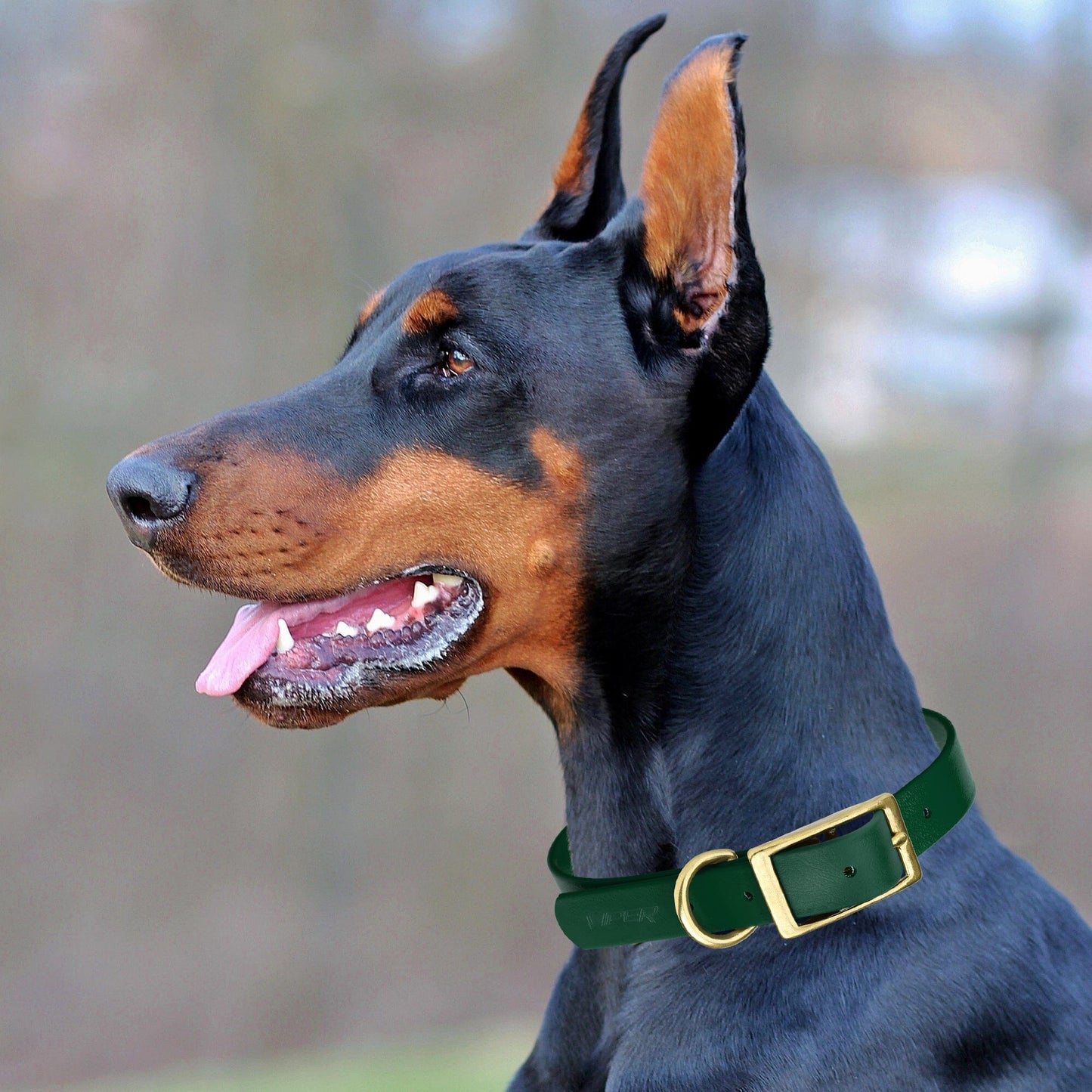 Viper Biothane Waterproof Dog Collar - Brass Hardware - 1.5in Wide - Size XXL (24" - 28")