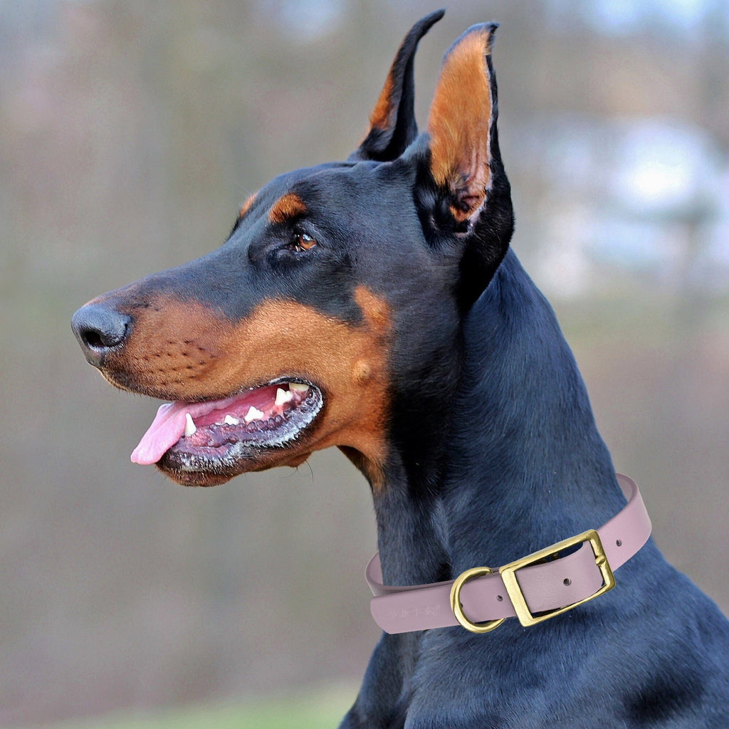 Viper Biothane Waterproof Dog Collar with Brass Hardware