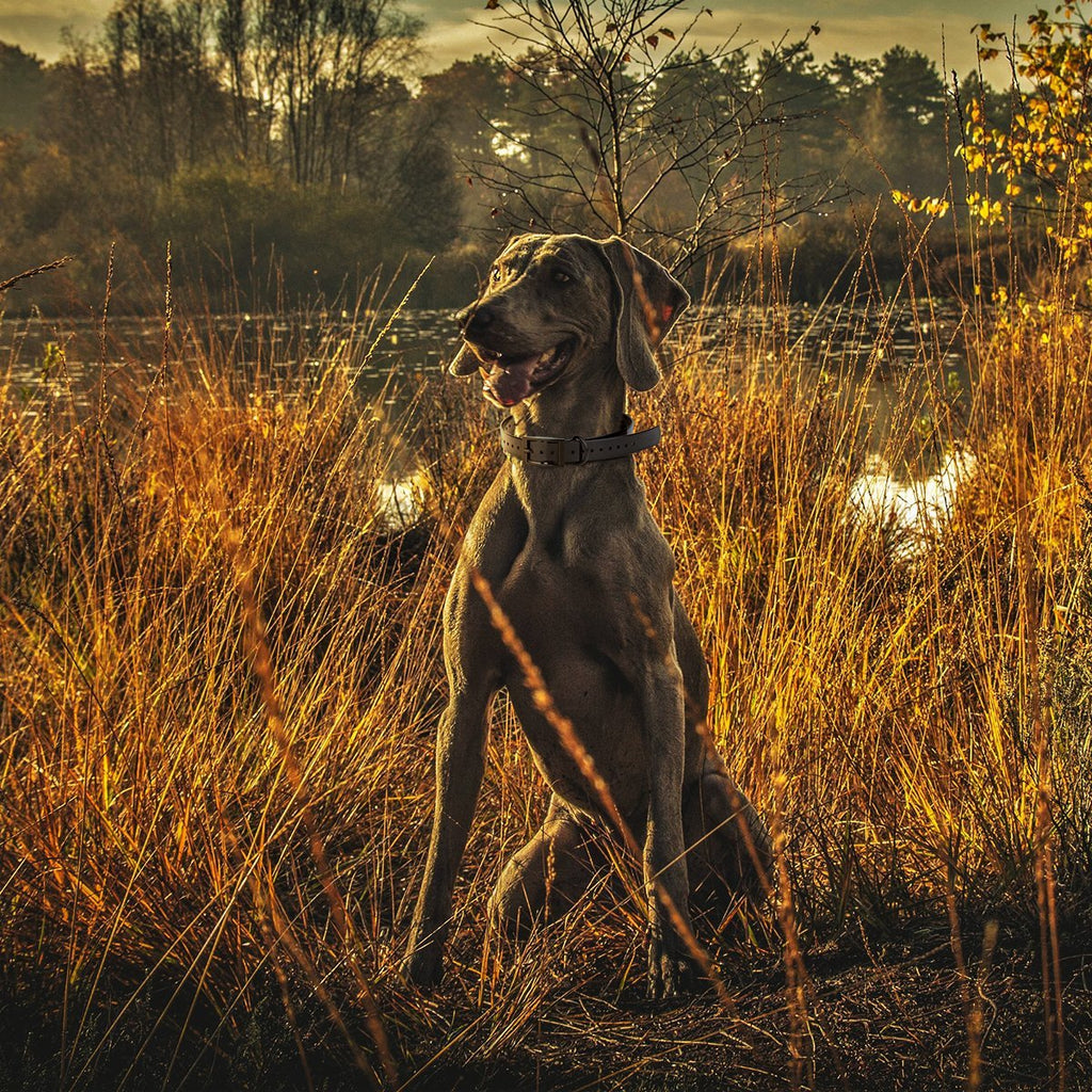 Biothane E-Collar Replacement Strap