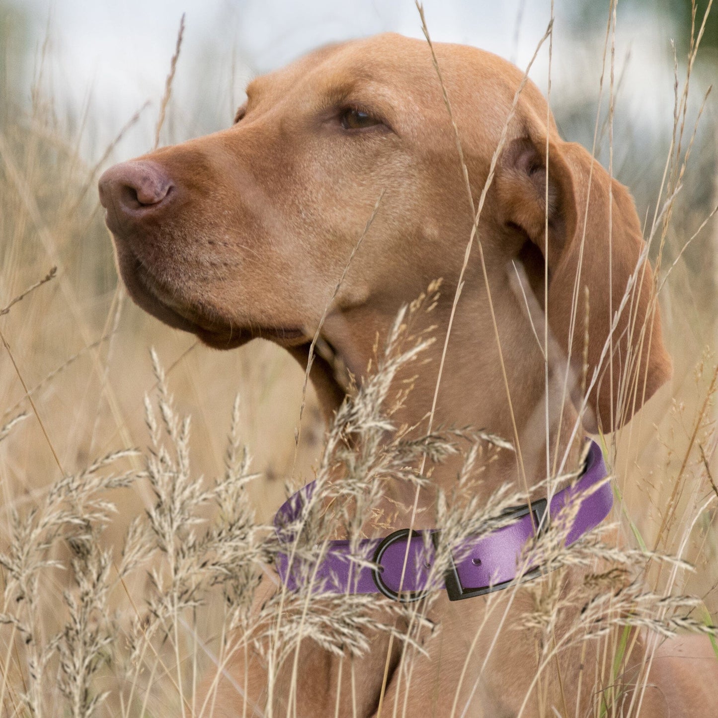Biothane Waterproof Dog Collar - 1.5in Wide - Large (16 to 20 inches)