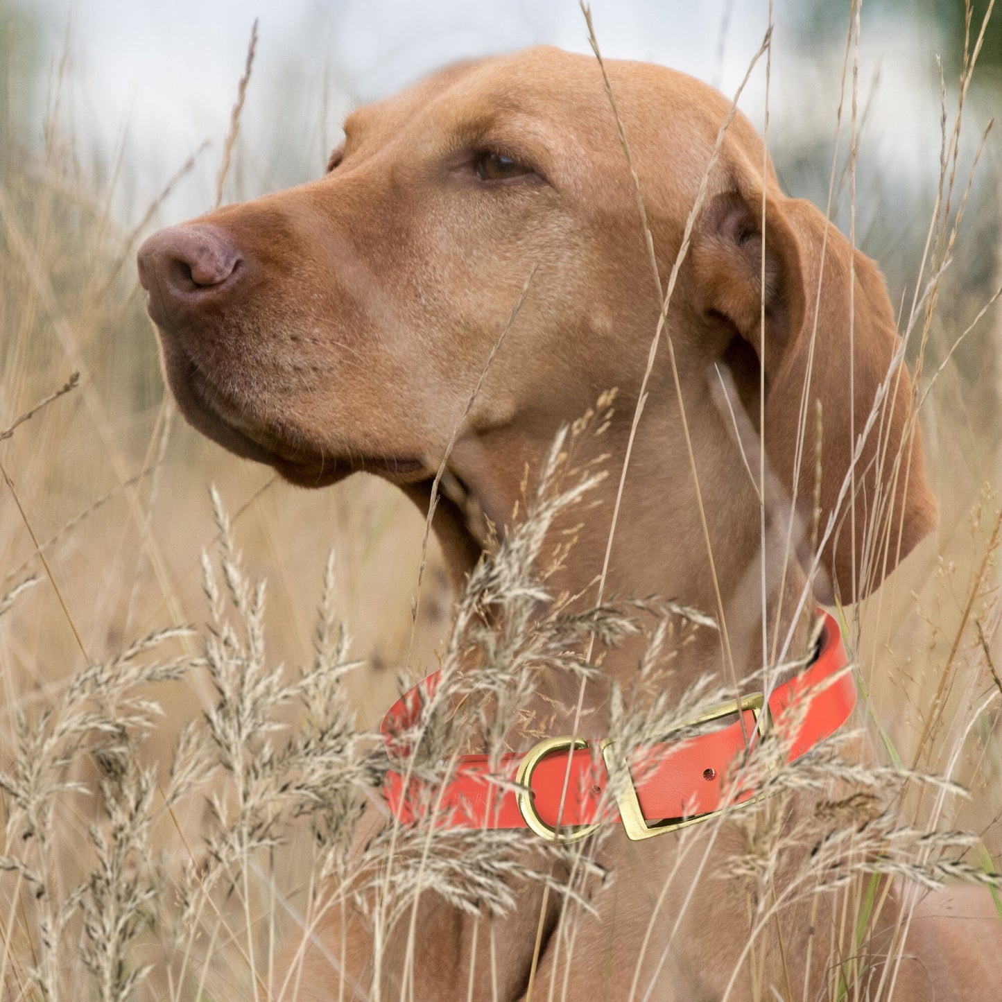 Viper Biothane Waterproof Dog Collar - Brass Hardware - 1.5in Wide - Size XXL (24" - 28")
