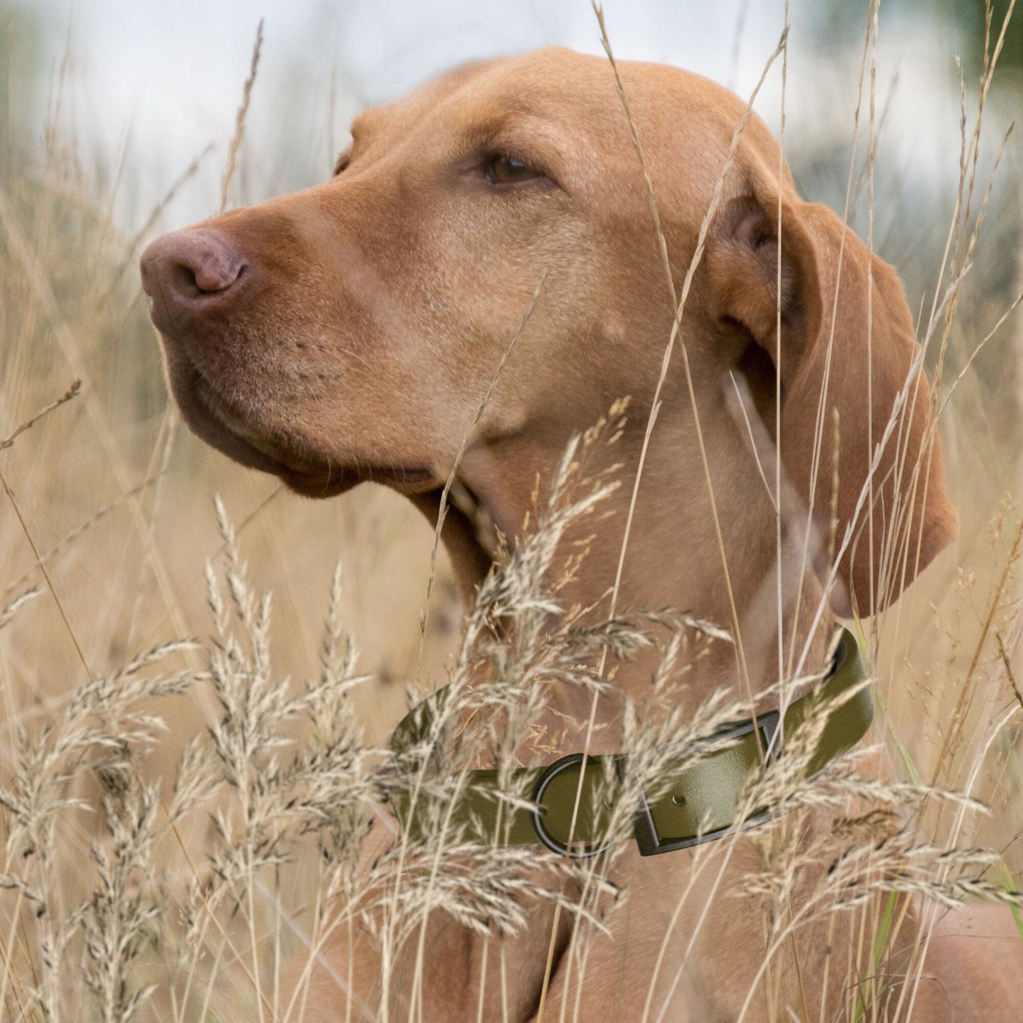 Biothane Waterproof Dog Collar - 1.5in Wide - X-Large (20 to 24 inches)