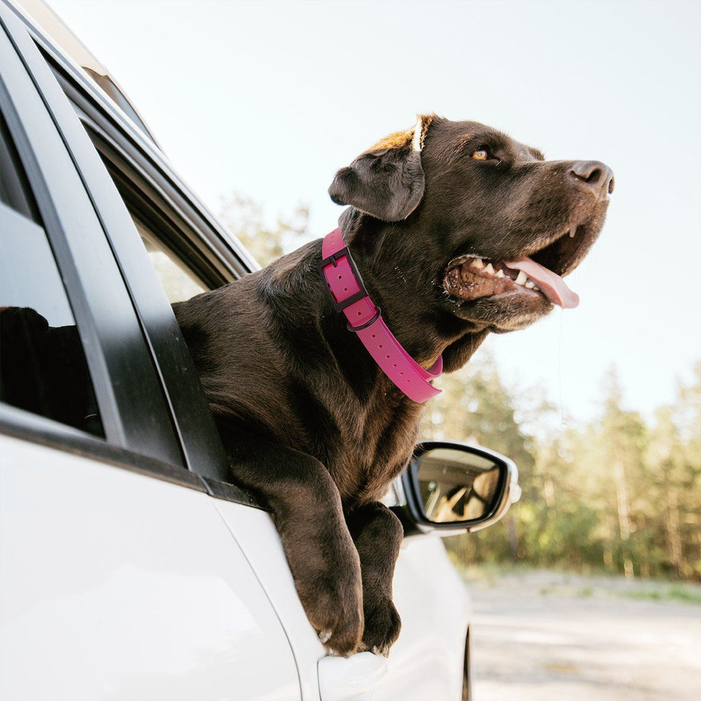 Biothane E-Collar Replacement Strap