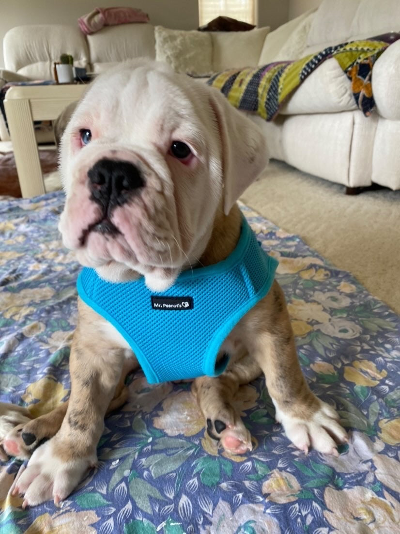 Mr. Peanut's PetTrek Soft Mesh Pet Harness with Matching Leash – Adjustable, Breathable, Choke-Free